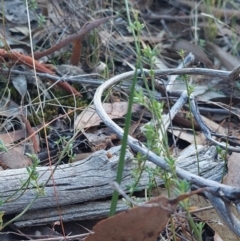 Calochilus sp. at Acton, ACT - 14 May 2023
