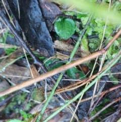 Pterostylidinae (greenhood alliance) at Acton, ACT - suppressed