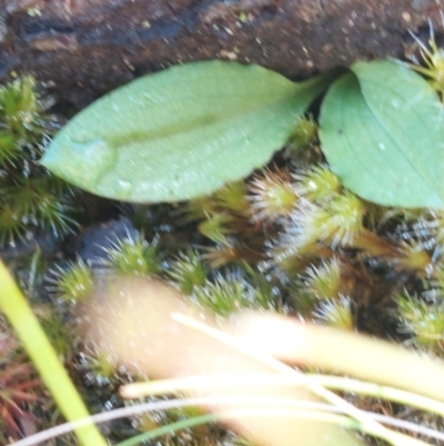 Chiloglottis sp. (A Bird/Wasp Orchid) at Black Mountain - 14 May 2023 by Venture