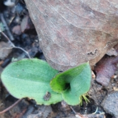 Chiloglottis sp. at Acton, ACT - suppressed