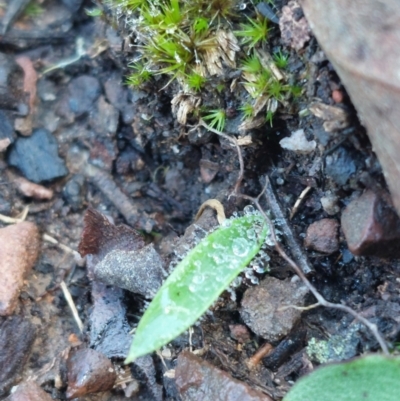 Glossodia major (Wax Lip Orchid) at Black Mountain - 14 May 2023 by Venture