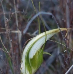 Diplodium ampliatum (Large Autumn Greenhood) at Black Mountain - 14 May 2023 by Venture