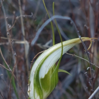 Diplodium ampliatum (Large Autumn Greenhood) at Black Mountain - 14 May 2023 by Venture