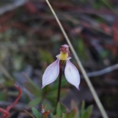 Eriochilus cucullatus (Parson's Bands) at Black Mountain - 14 May 2023 by Venture
