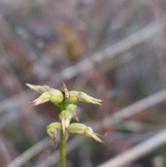 Corunastylis sp. (A Midge Orchid) at Black Mountain - 14 May 2023 by Venture