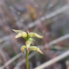 Corunastylis sp. at Bruce, ACT - suppressed