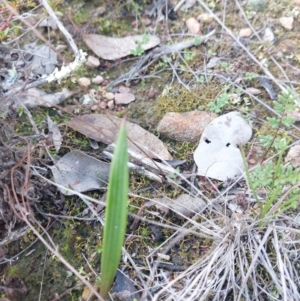 Lyperanthus suaveolens at Bruce, ACT - suppressed