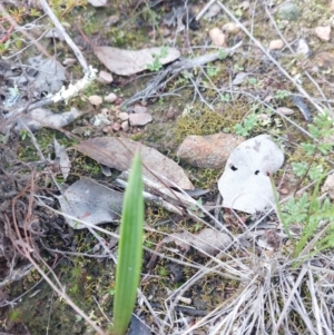 Lyperanthus suaveolens at Bruce, ACT - suppressed