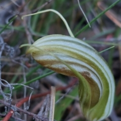 Diplodium truncatum (Little Dumpies, Brittle Greenhood) at Bruce, ACT - 14 May 2023 by Venture
