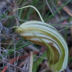 Diplodium truncatum (Little Dumpies, Brittle Greenhood) at Black Mountain - 14 May 2023 by Venture