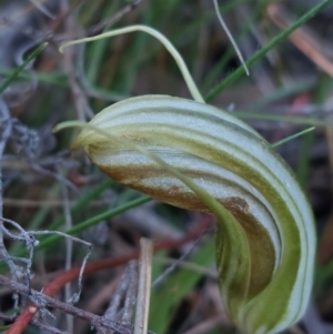 Diplodium truncatum at Bruce, ACT - 14 May 2023