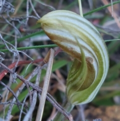 Diplodium truncatum at Bruce, ACT - 14 May 2023