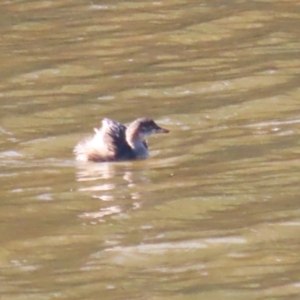 Tachybaptus novaehollandiae at Tennent, ACT - 16 May 2023