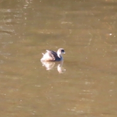 Tachybaptus novaehollandiae at Tennent, ACT - 16 May 2023