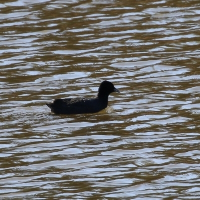 Fulica atra (Eurasian Coot) at Gigerline Nature Reserve - 16 May 2023 by RodDeb