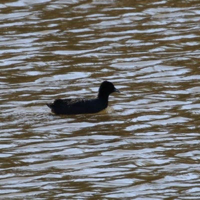 Fulica atra (Eurasian Coot) at Tennent, ACT - 16 May 2023 by RodDeb