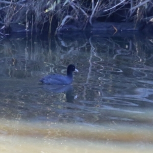 Fulica atra at Tennent, ACT - 16 May 2023 01:07 PM