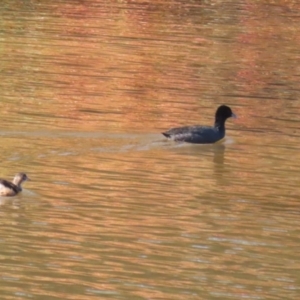 Fulica atra at Tennent, ACT - 16 May 2023 01:07 PM