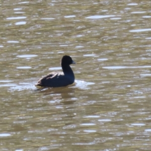 Fulica atra at Tennent, ACT - 16 May 2023 01:07 PM