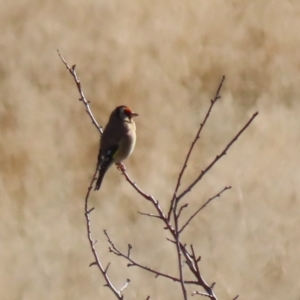 Carduelis carduelis at Tharwa, ACT - 16 May 2023