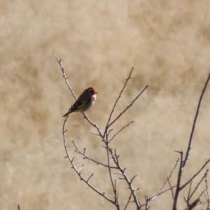 Carduelis carduelis at Tharwa, ACT - 16 May 2023