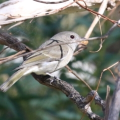 Pachycephala pectoralis (Golden Whistler) at Tennent, ACT - 16 May 2023 by RodDeb