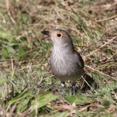 Colluricincla harmonica (Grey Shrikethrush) at Gigerline Nature Reserve - 16 May 2023 by RodDeb