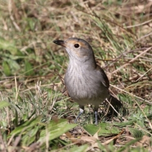 Colluricincla harmonica at Tennent, ACT - 16 May 2023 01:28 PM