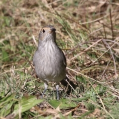 Colluricincla harmonica at Tennent, ACT - 16 May 2023 01:28 PM