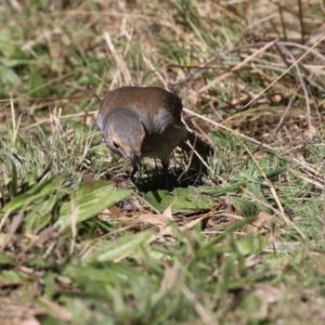 Colluricincla harmonica at Tennent, ACT - 16 May 2023 01:28 PM