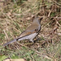 Colluricincla harmonica at Tennent, ACT - 16 May 2023 01:28 PM