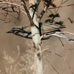 Colluricincla harmonica at Tennent, ACT - 16 May 2023 01:28 PM