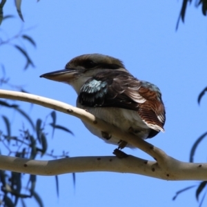 Dacelo novaeguineae at Tennent, ACT - 16 May 2023 01:36 PM