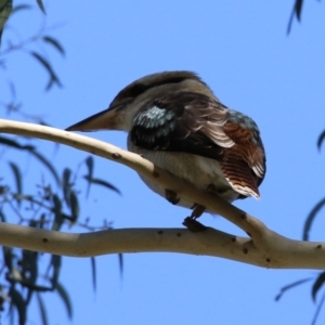 Dacelo novaeguineae at Tennent, ACT - 16 May 2023