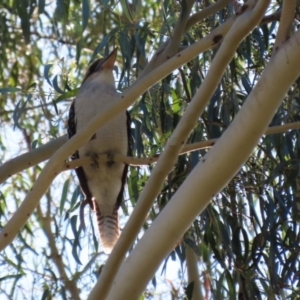 Dacelo novaeguineae at Tennent, ACT - 16 May 2023