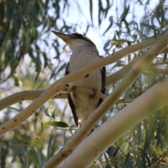 Dacelo novaeguineae at Tennent, ACT - 16 May 2023