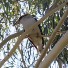 Dacelo novaeguineae at Tennent, ACT - 16 May 2023 01:36 PM