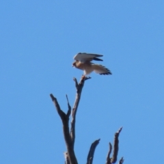Falco cenchroides (Nankeen Kestrel) at Gigerline Nature Reserve - 16 May 2023 by RodDeb