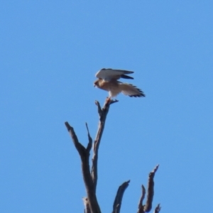 Falco cenchroides at Tennent, ACT - 16 May 2023