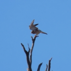 Falco cenchroides at Tennent, ACT - 16 May 2023