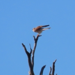 Falco cenchroides at Tennent, ACT - 16 May 2023 01:44 PM