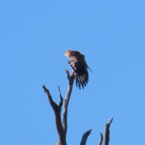 Falco cenchroides at Tennent, ACT - 16 May 2023 01:44 PM