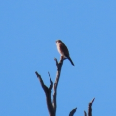 Falco cenchroides at Tennent, ACT - 16 May 2023