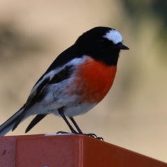 Petroica boodang (Scarlet Robin) at Gigerline Nature Reserve - 16 May 2023 by RodDeb