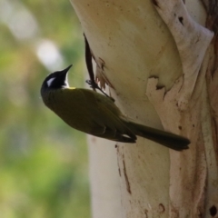 Nesoptilotis leucotis (White-eared Honeyeater) at Gigerline Nature Reserve - 16 May 2023 by RodDeb