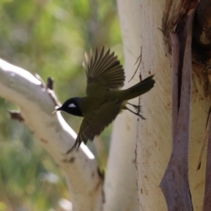 Nesoptilotis leucotis at Tennent, ACT - 16 May 2023 12:54 PM