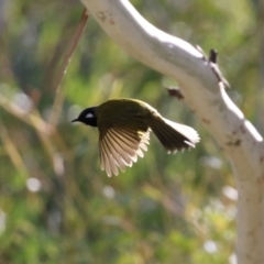 Nesoptilotis leucotis at Tennent, ACT - 16 May 2023 12:54 PM