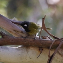 Nesoptilotis leucotis at Tennent, ACT - 16 May 2023