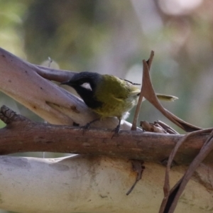 Nesoptilotis leucotis at Tennent, ACT - 16 May 2023 12:54 PM