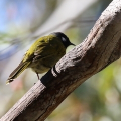 Nesoptilotis leucotis at Tennent, ACT - 16 May 2023 12:54 PM